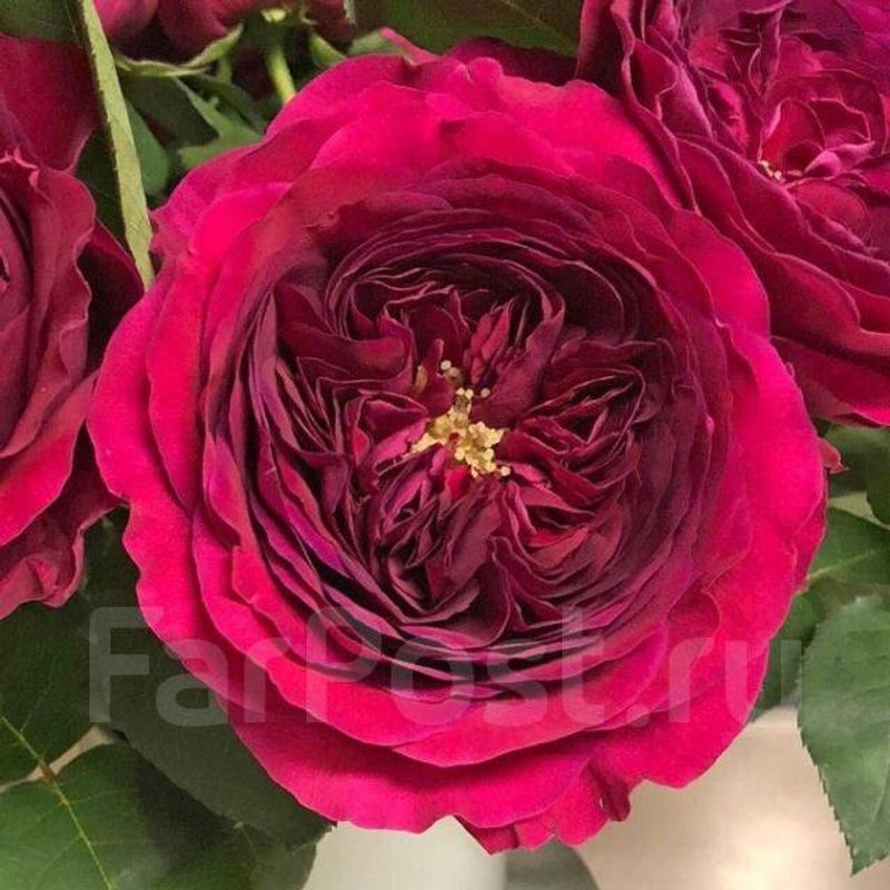 Дарси Басселл - изображение 1