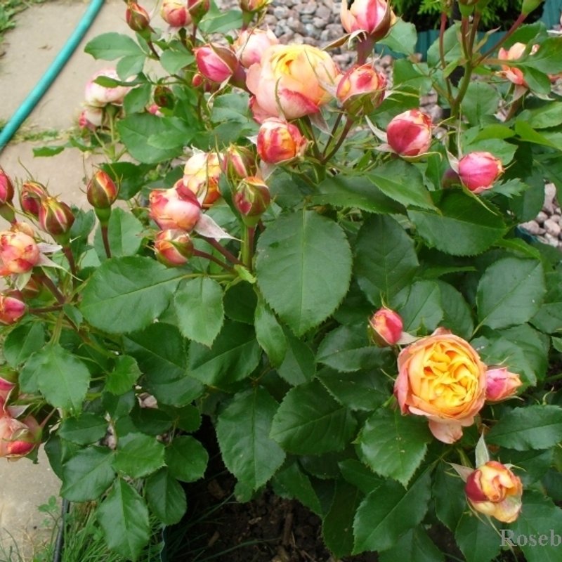 Беби Романтика - изображение 1