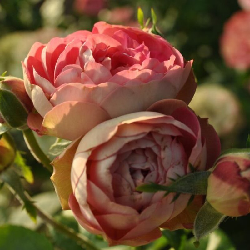 Акрополис флорибудна - изображение 1