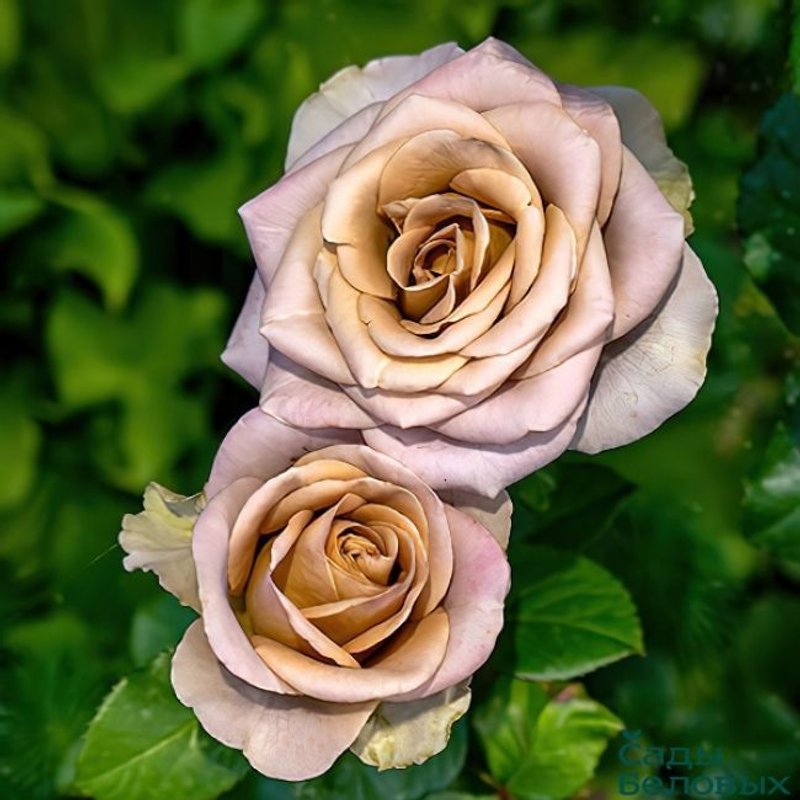 Амнезия ч/г - изображение 1