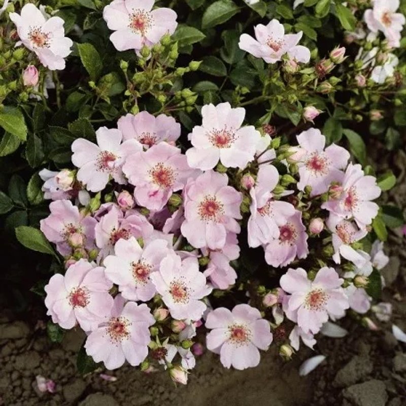 Астрономия (парковая - изображение 1