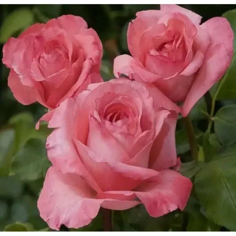 Артур Рембо ч/г - изображение 1