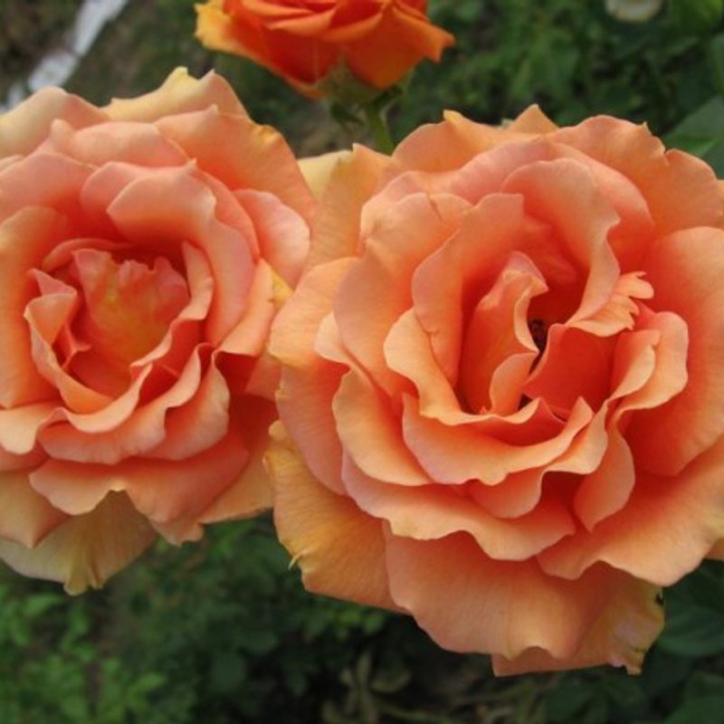 Ашрам ч/г - изображение 1