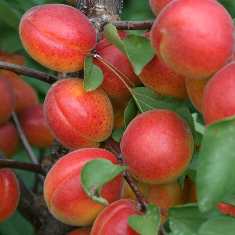Абрикос " Красный партизан" - изображение 1