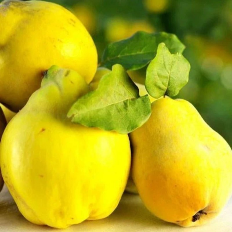 Айва Краснодарская крупноплодная