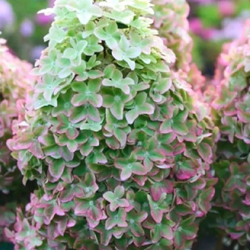 Гортензия Металик - изображение 1