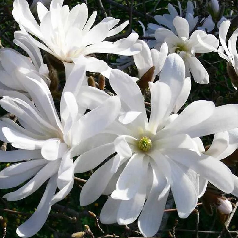 Магнолия Стелатта - изображение 1