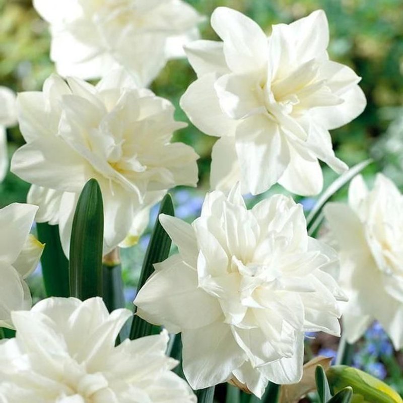 White Medal (набор 5 шт) - изображение 1