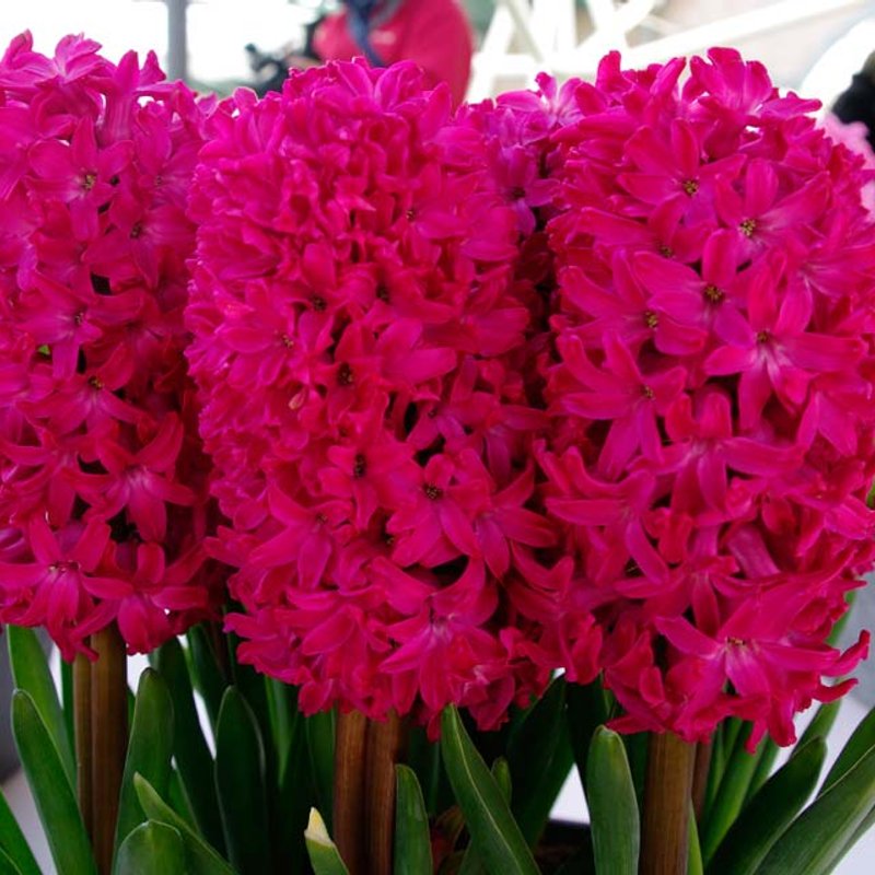 Ян Боссс(набор 5 шт) - изображение 1