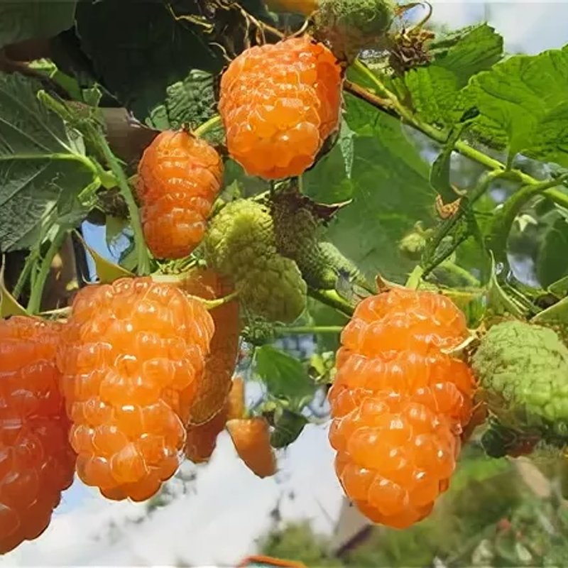 Малина "Оранжевое чудо" - изображение 1