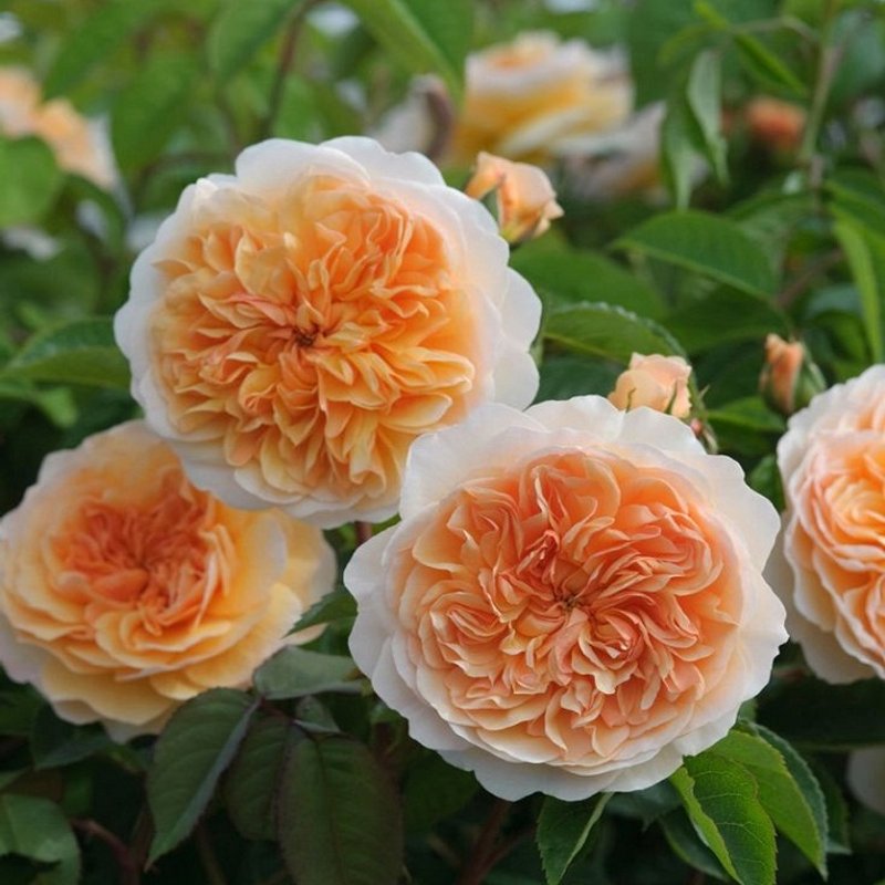 Эприкот Скай - плетистая - изображение 1