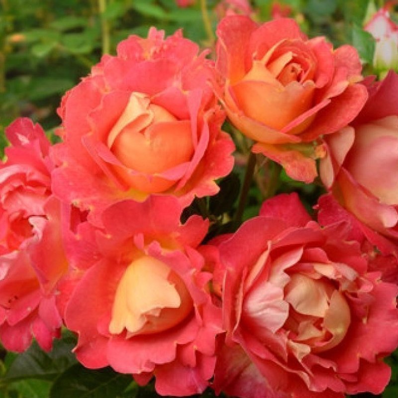 Арлекин декор шраб - изображение 1