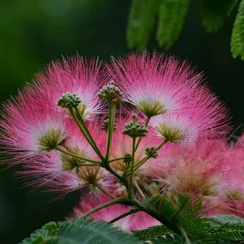 Альбиция (Саженцы ЗКС 1,5-2м) саженцы от 1500-2000руб - изображение 1