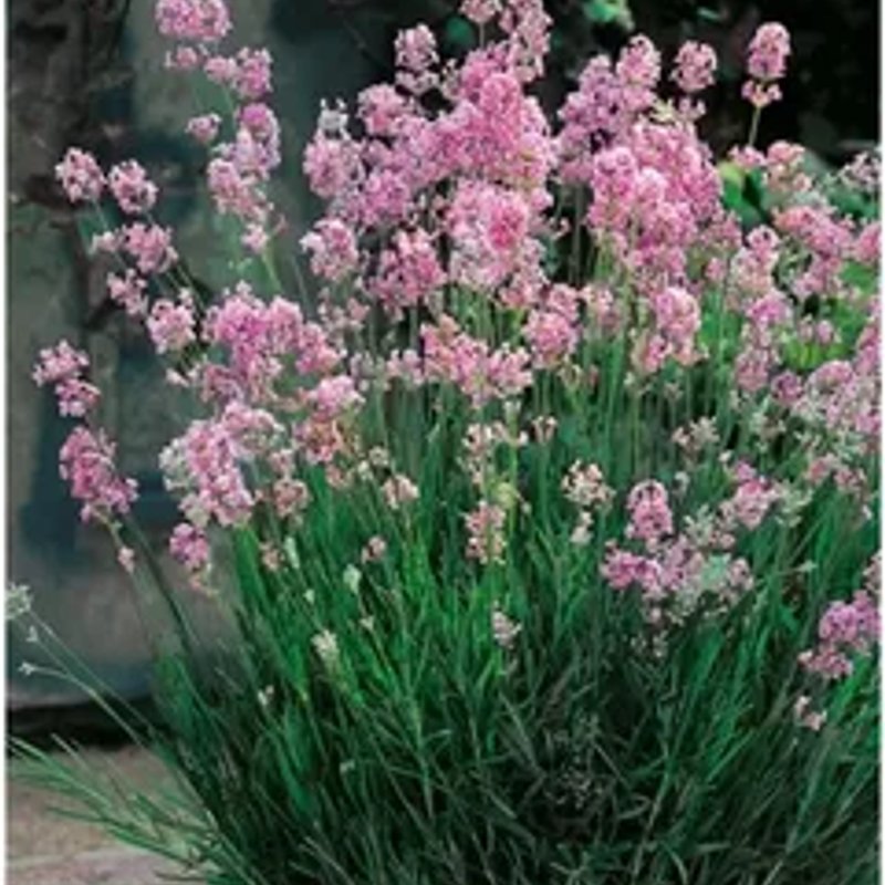 Лаванда Розовая - изображение 1