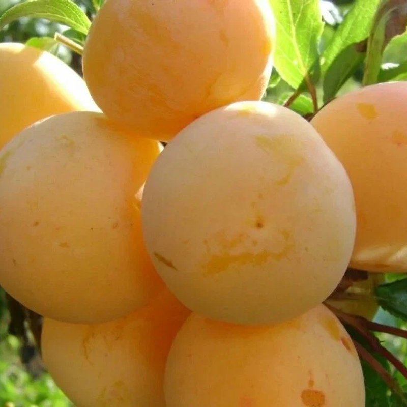 Слива «Медовая белая» - изображение 1