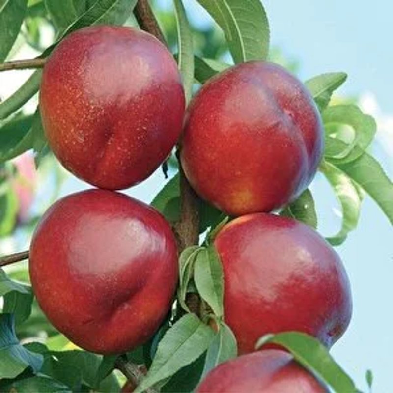 Нектарин колонновидный "Рубис" - изображение 1