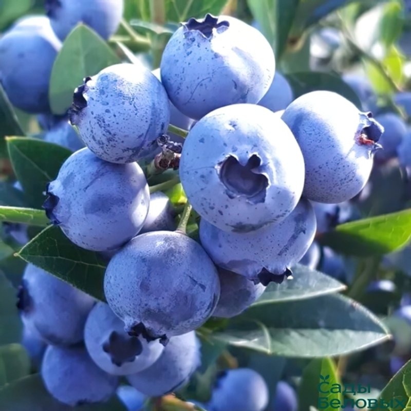 Голубика Ханна Чойс (самоплодный сорт) - изображение 1