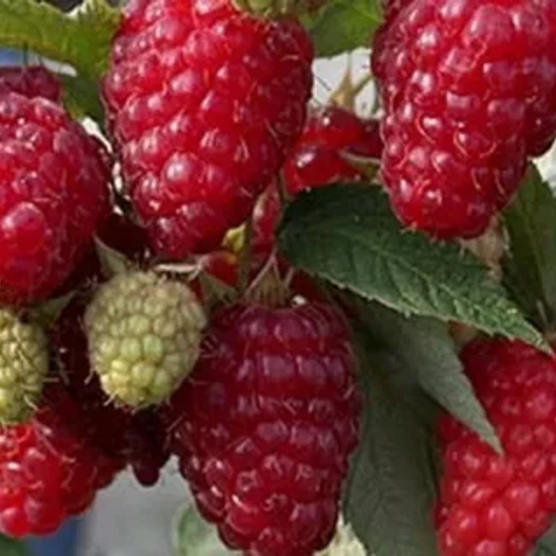 МАРАСТАР малина