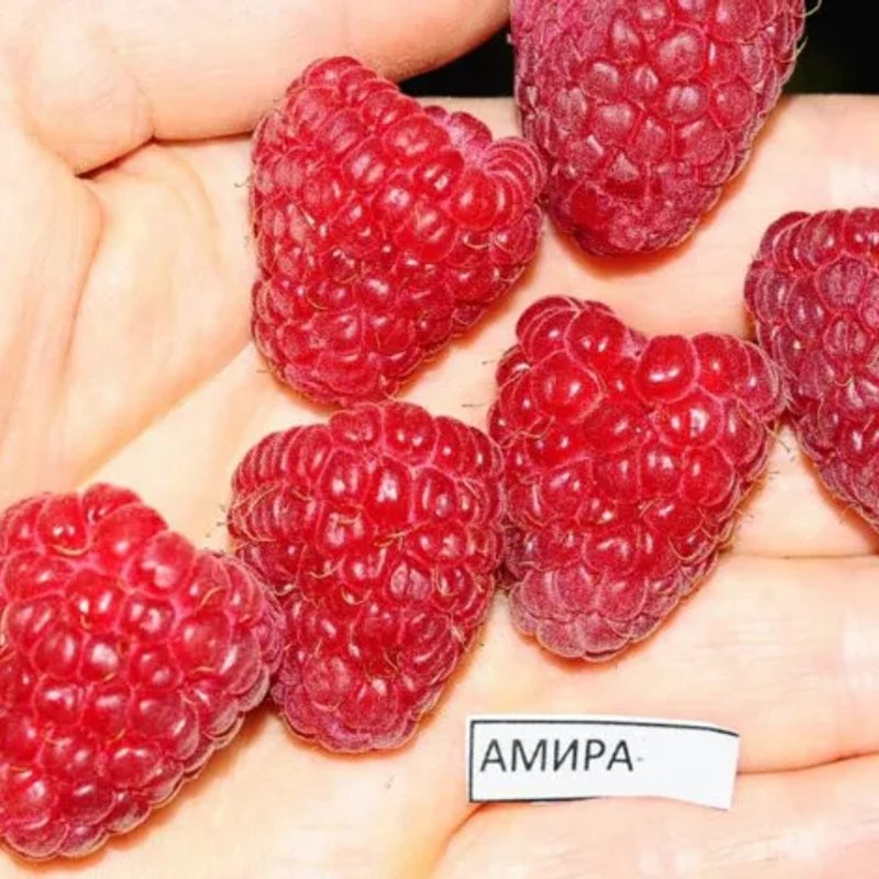 АМИРА малина