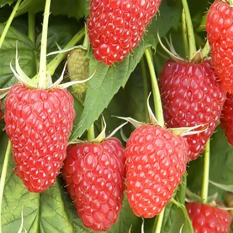 Нантахала малина