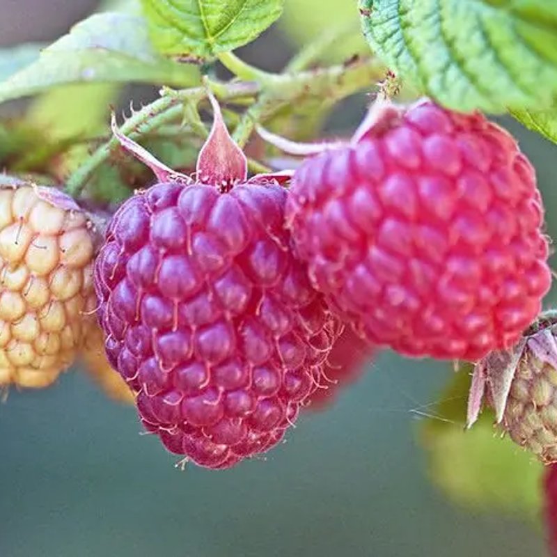 Жозели малина