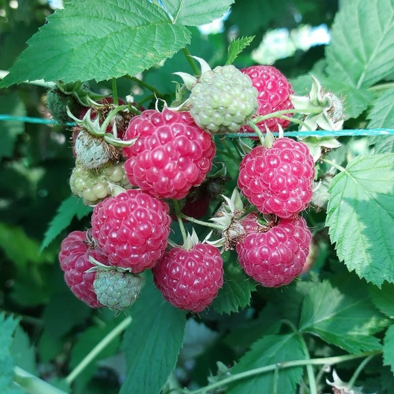 Таганка малина