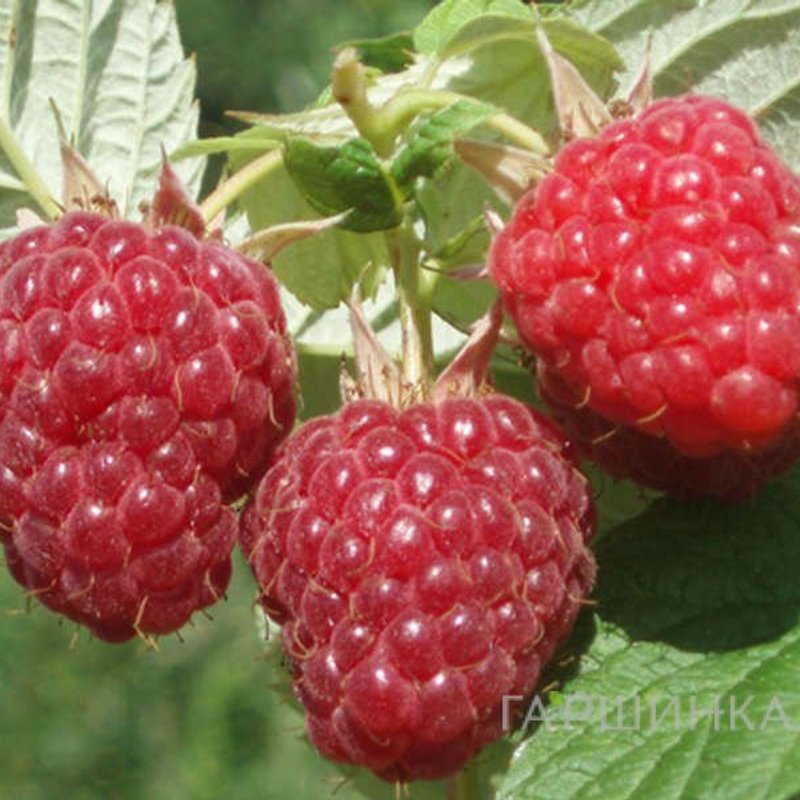 Бальзам малина разового плодоношения