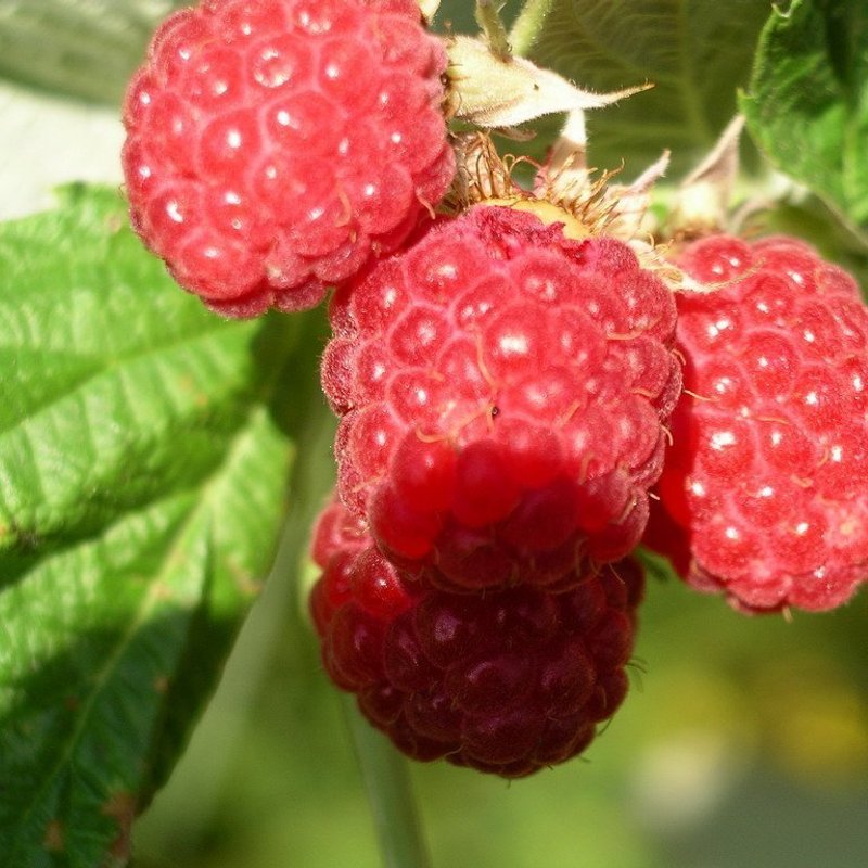 Калининградская малина разового плодоношения