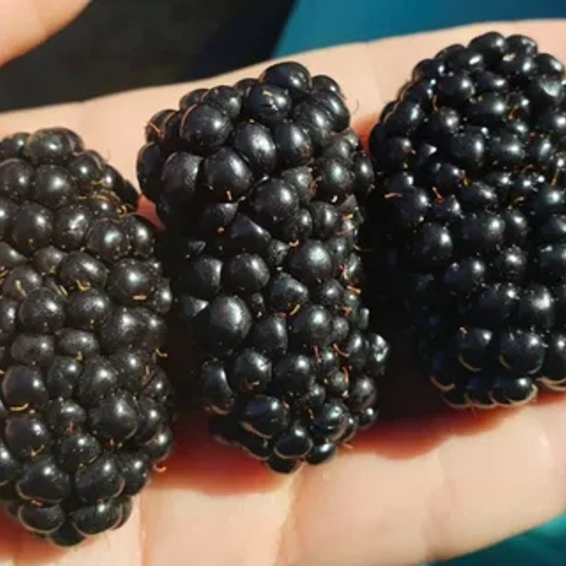 Натчез ежевика