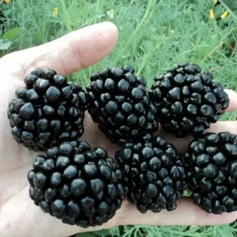 Джамбо ежевика