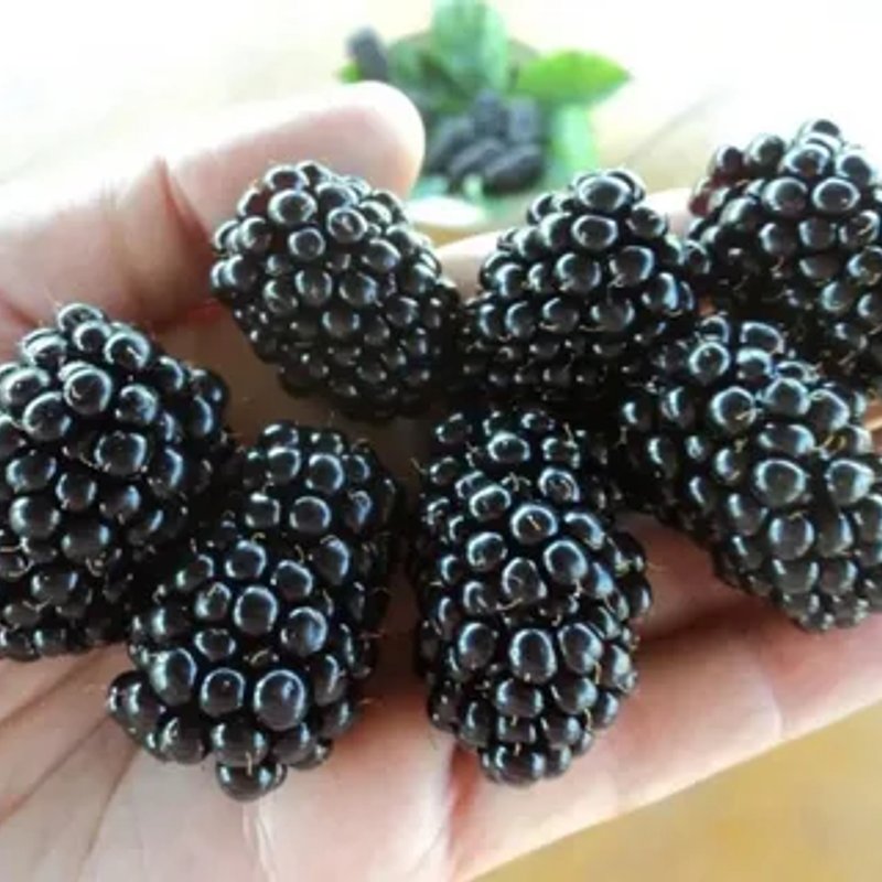 Черная магия (ремонтантная)