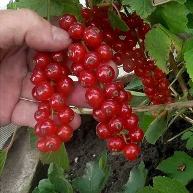 Рондом красная смородина