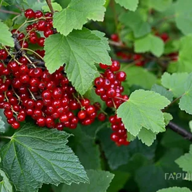 Константиновская красная смородина