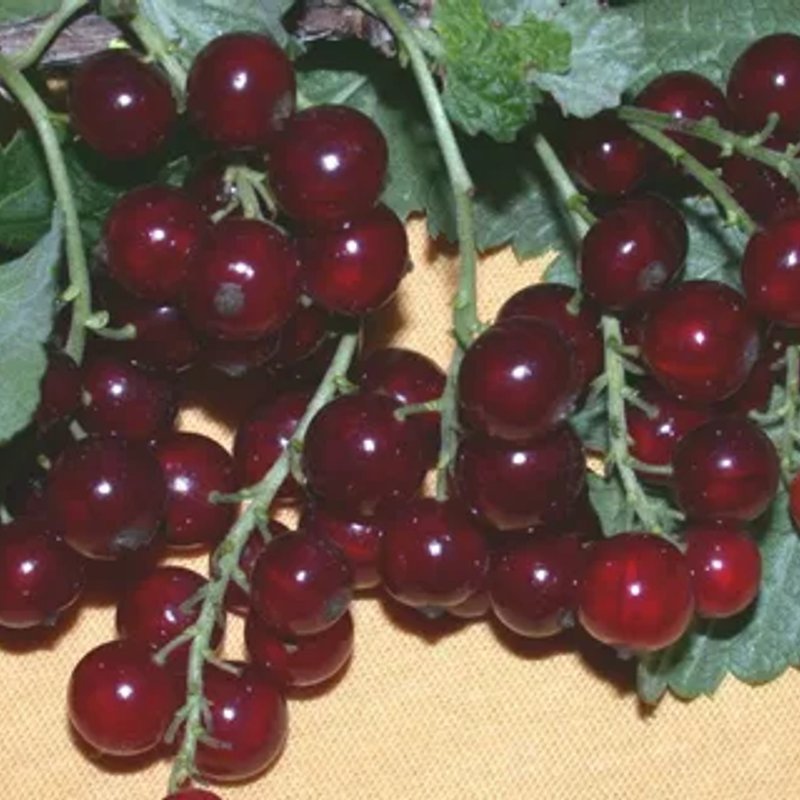 Вишнева, уникальный сорт!!