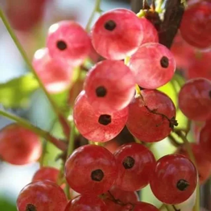 Мускат розовый смородина розовая