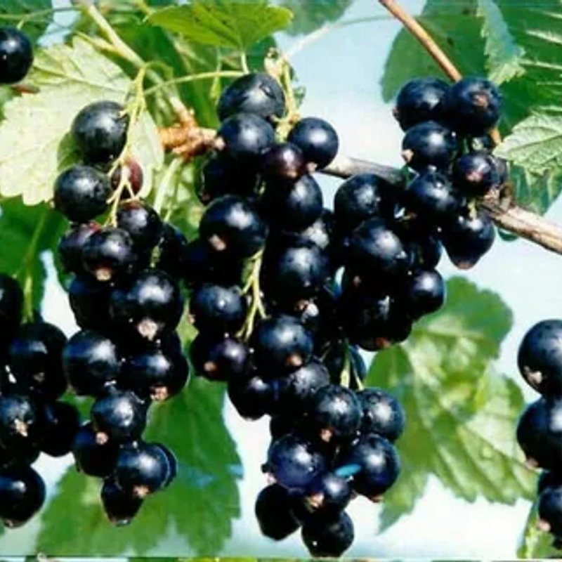 Смородина черная Селеченская-2