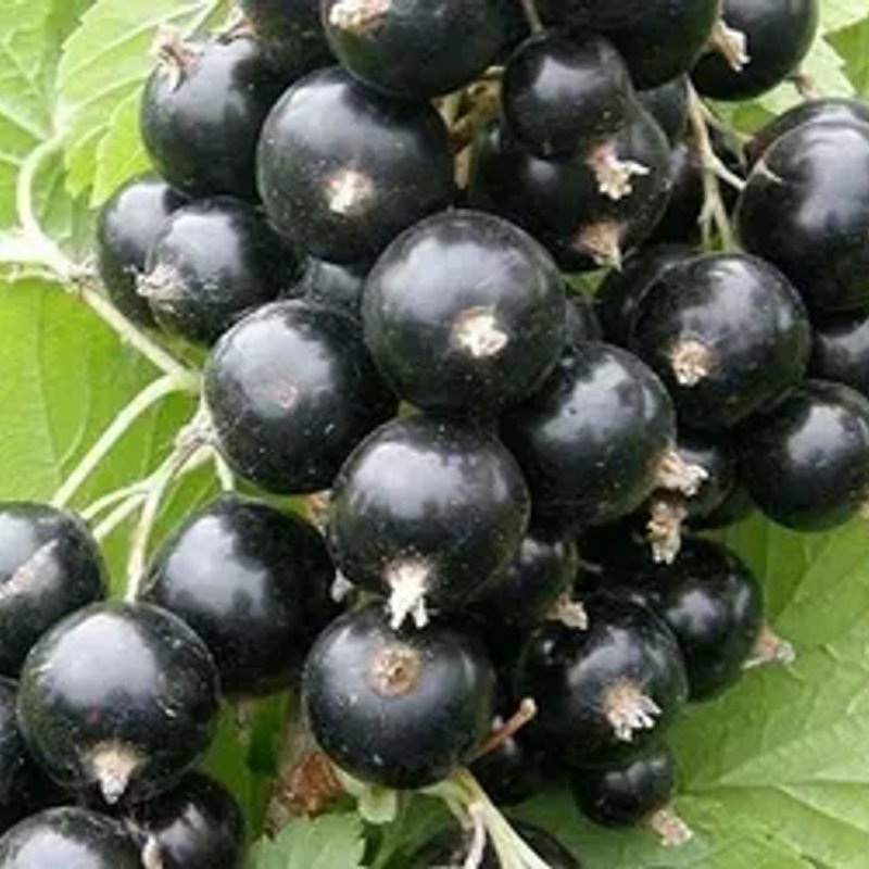 Русалка черная смородина