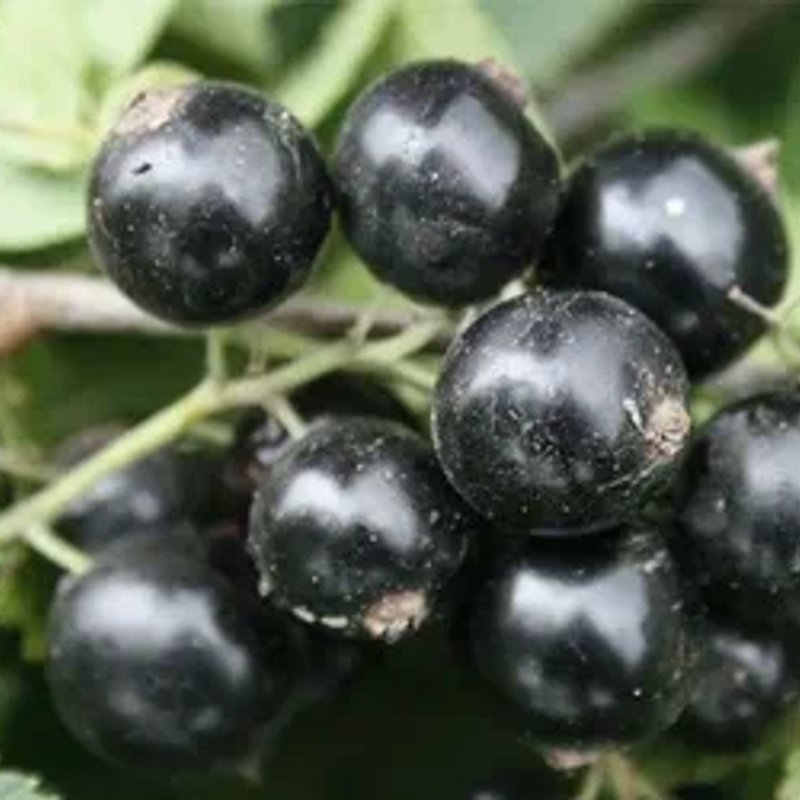 🖤 Смородина Лентяй