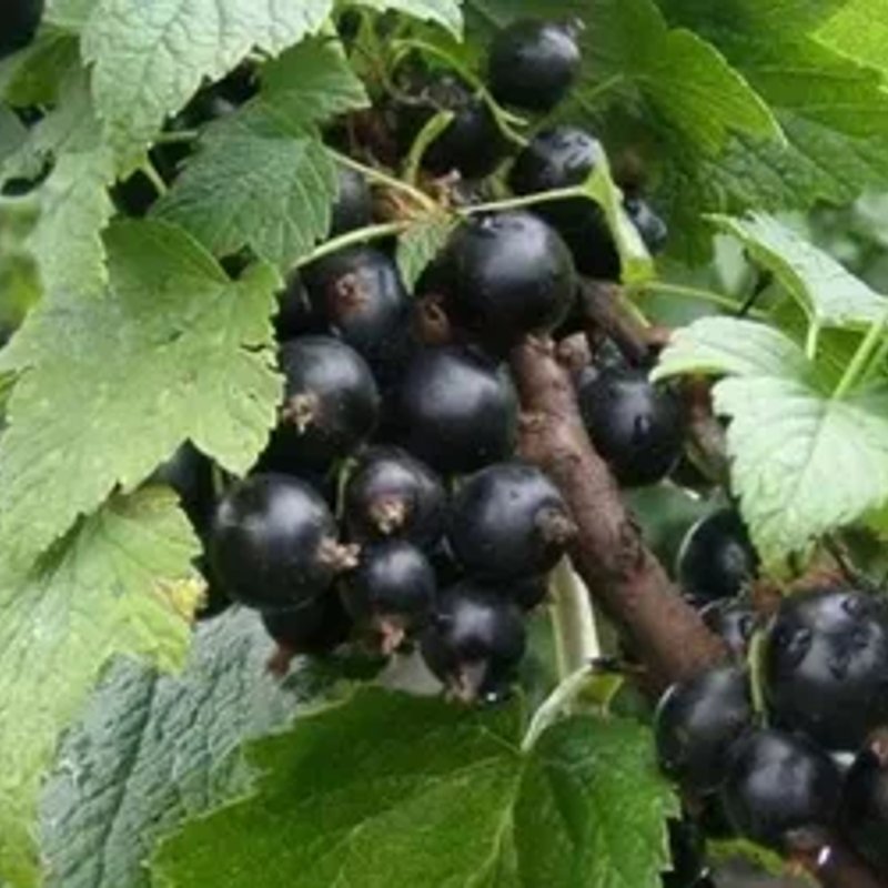 Славянка черная смородина