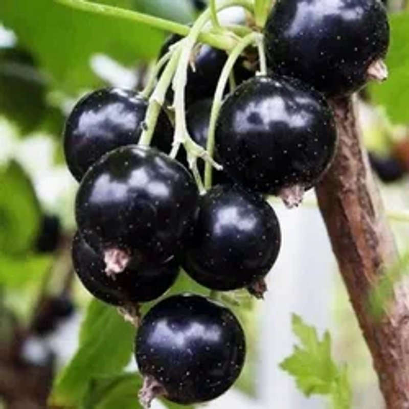 🖤 Смородина Обыкновенное чудо