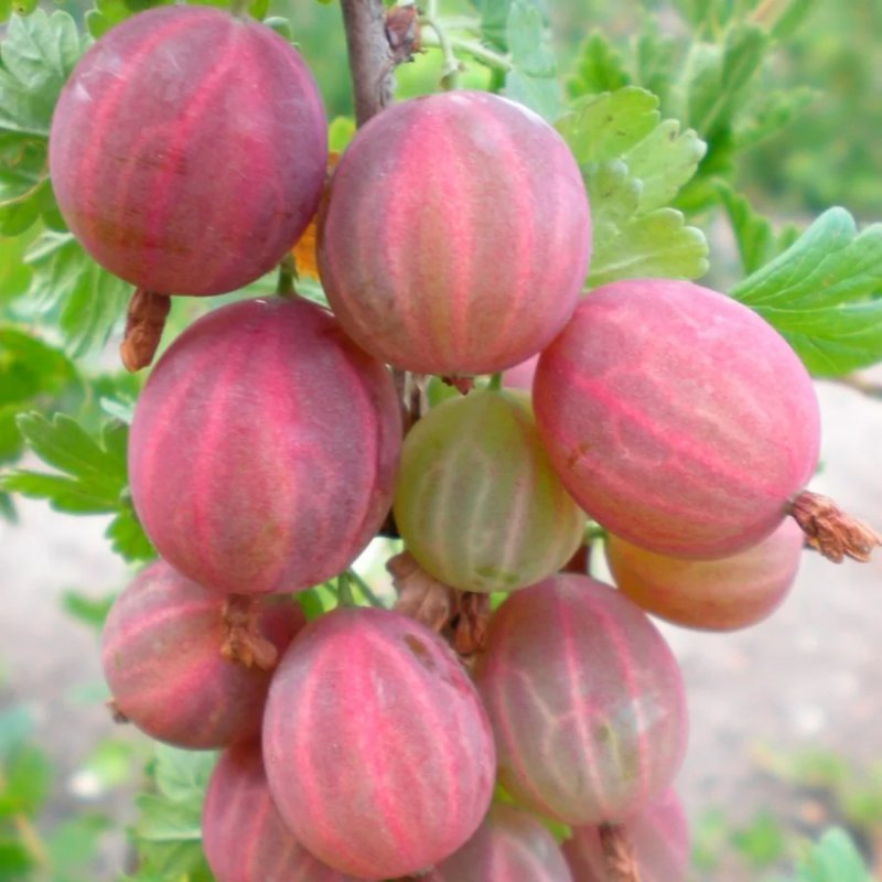 Крыжовник Розовый бесшипный