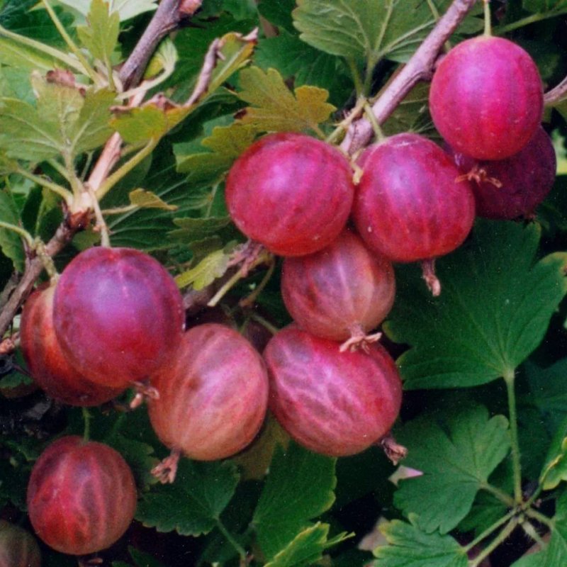 Крыжовник Варшавский розовый