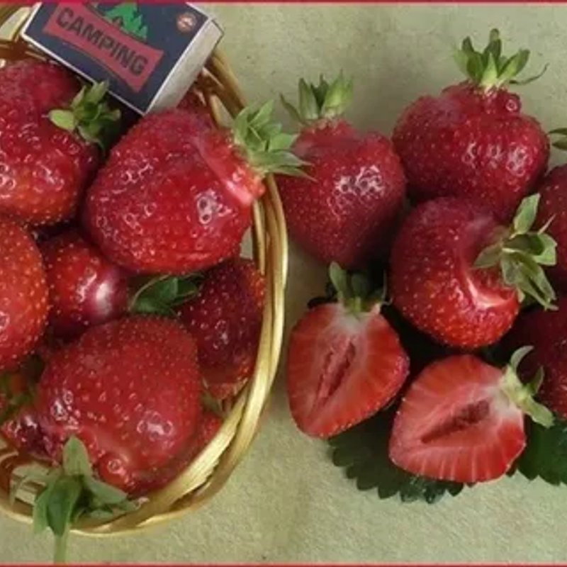 Клубника Олимпия