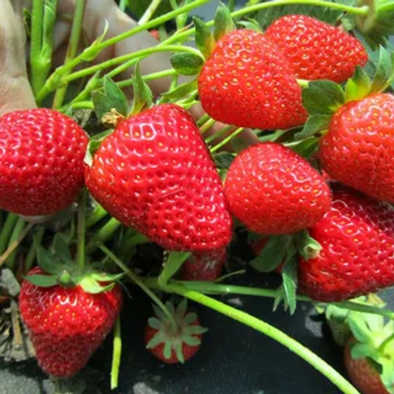 🍓 Клубника Амарант