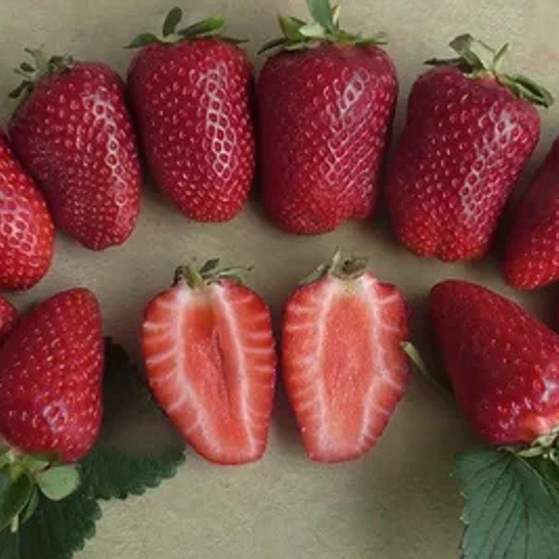 Клубника Пирчинкью (Pirchinqiu)