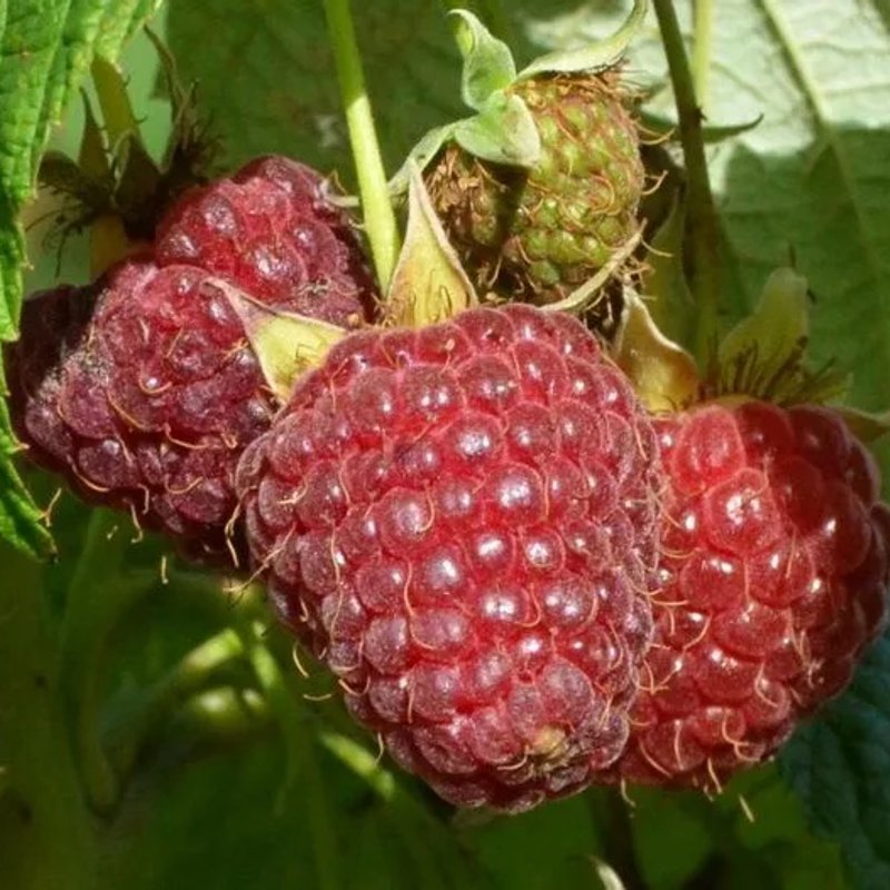 Метеор разового плодоношение