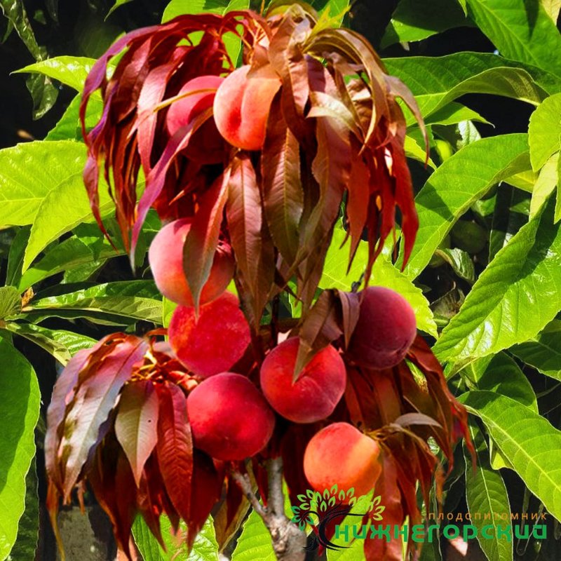 Персик колонновидный "Бургунди" краснолистный - изображение 1