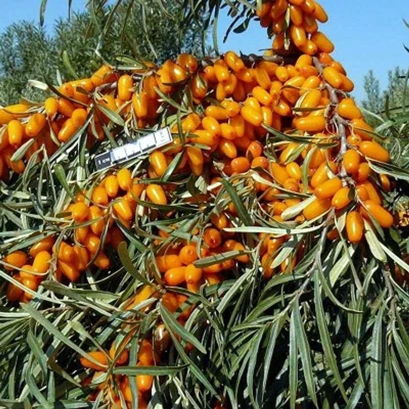 Облепиха "АВГУСТИНА"