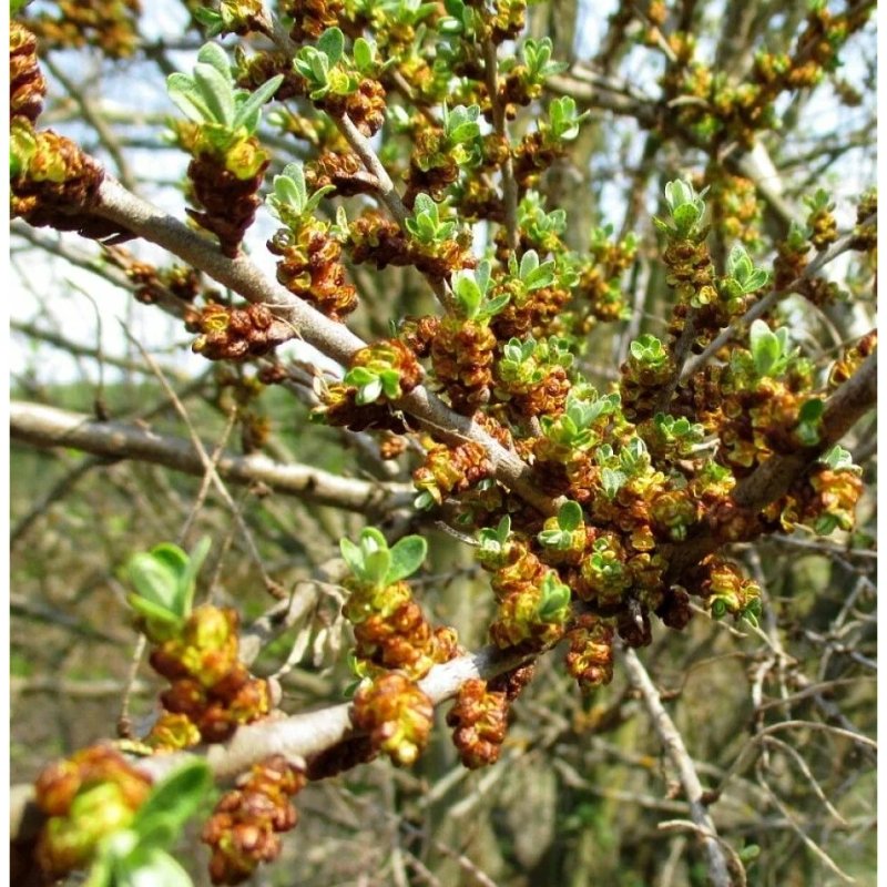 Облепиха "АЛЕЙ" (муж)