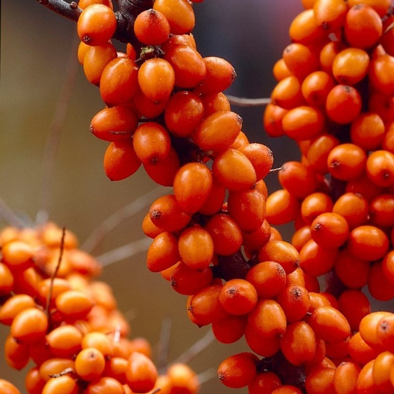 Облепиха "ФРИСДОРФЕР" самоплодная